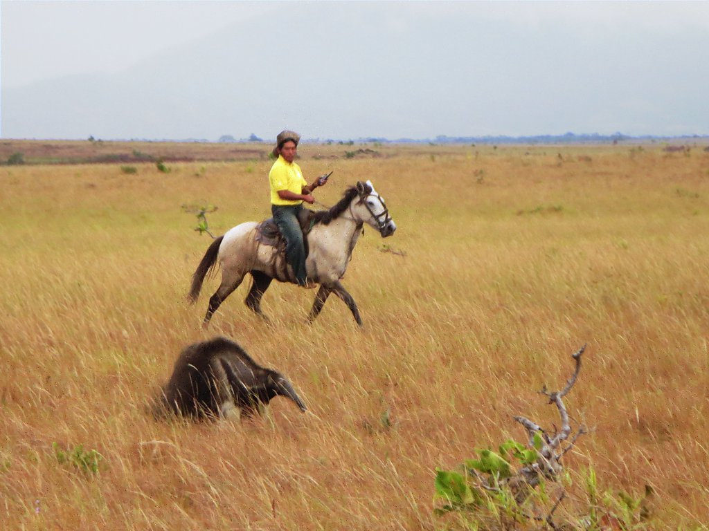 anteater llanos