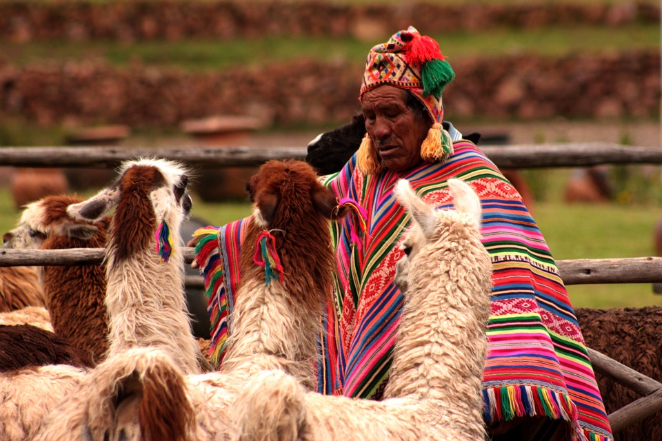barney with llama girlfriend aguas caliente pixabay